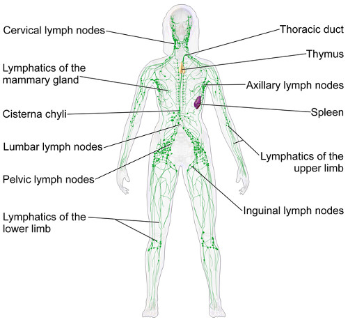 Lymphatic System Basics