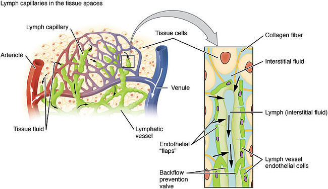 Lymphatic Capillary Diagram