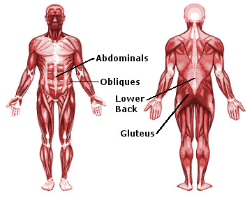 Core Muscles