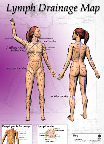 Lymph Drainage Map