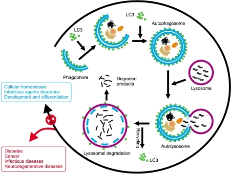 Autophagy diagram