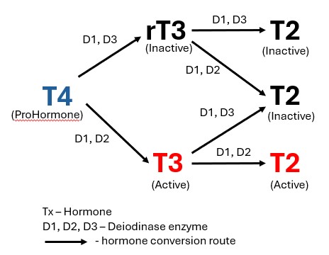 Thyroid Conversion Chart