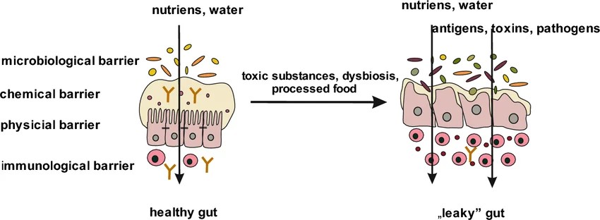 Gut barrier layers